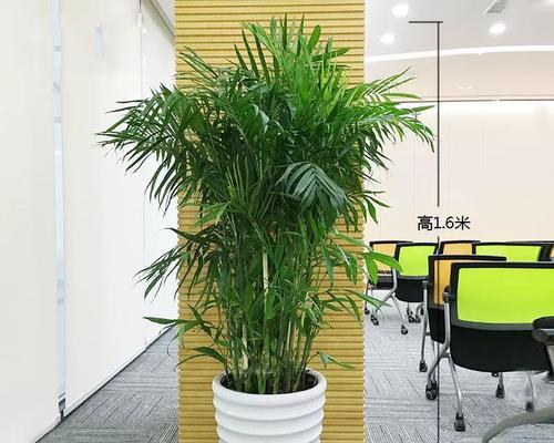 凤尾竹盆栽的正确养护方法是什么？