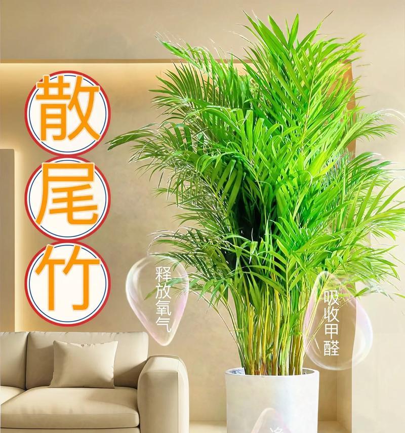 凤尾竹盆栽的正确养护方法是什么？