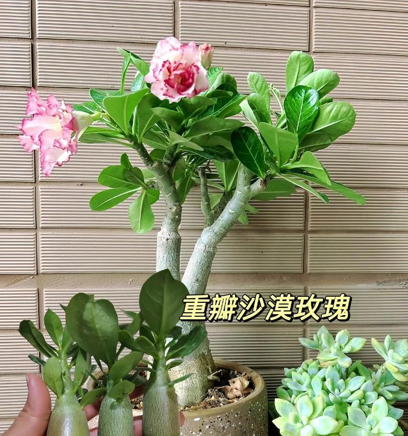 沙漠玫瑰开花的正确养护方法是什么？