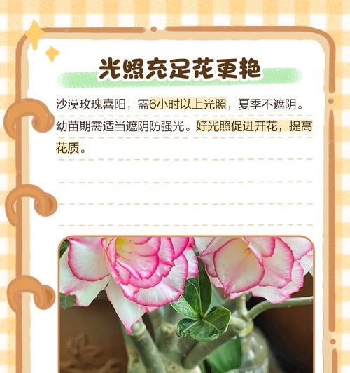 沙漠玫瑰开花的正确养护方法是什么？