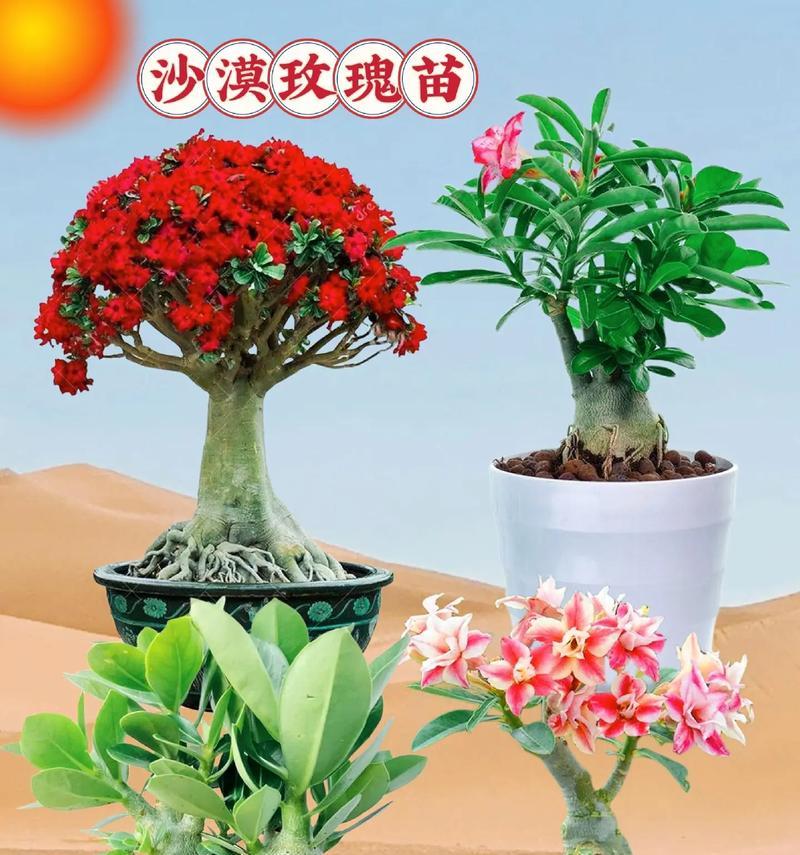 沙漠玫瑰开花的正确养护方法是什么？