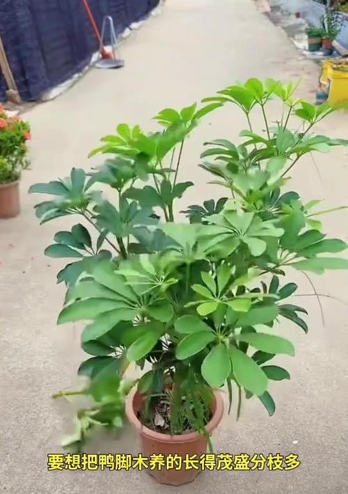鸭脚木的花期通常在什么时候？