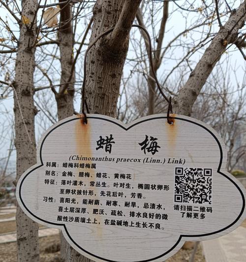 腊梅花为何能在十二月开花？