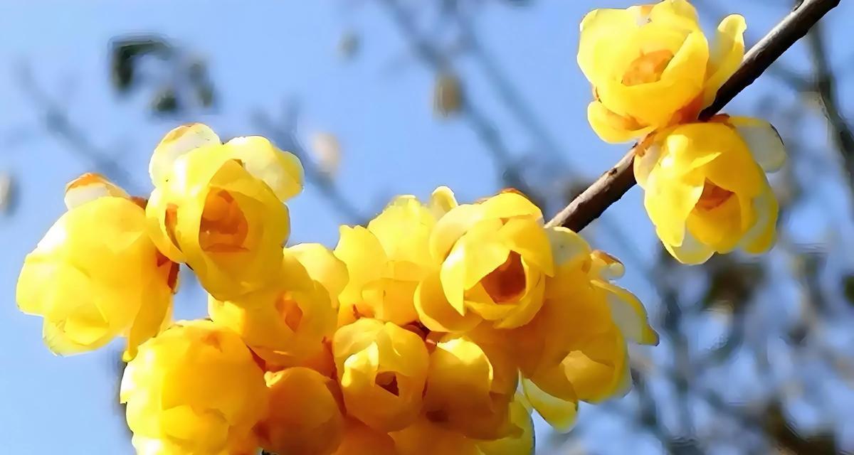 腊梅花为何能在十二月开花？
