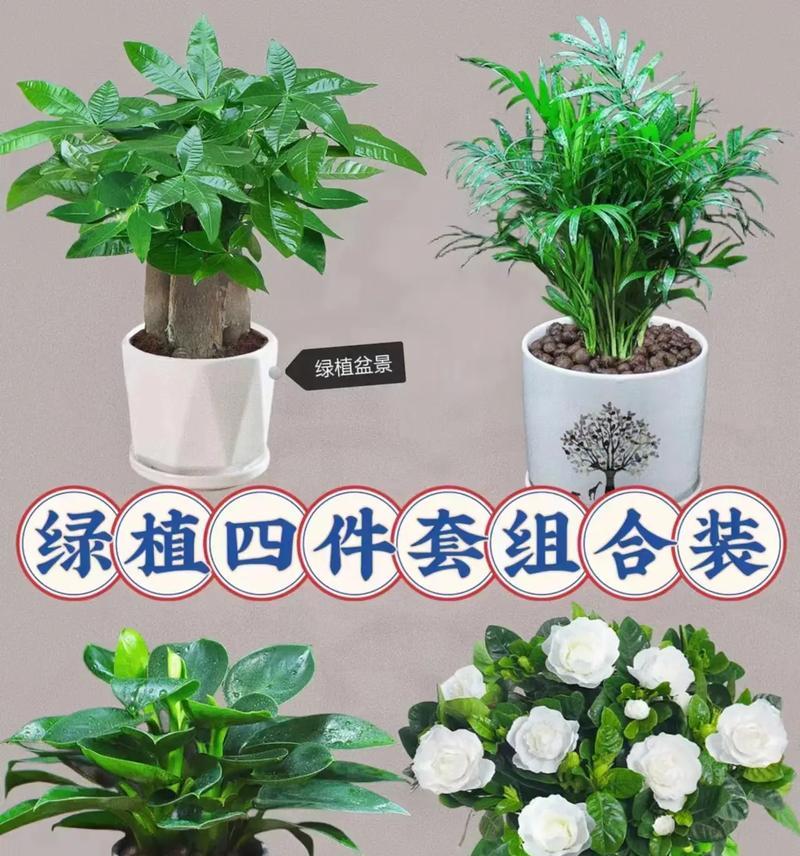 吸甲醛植物盆栽室内净化效果如何？哪些植物最适合？