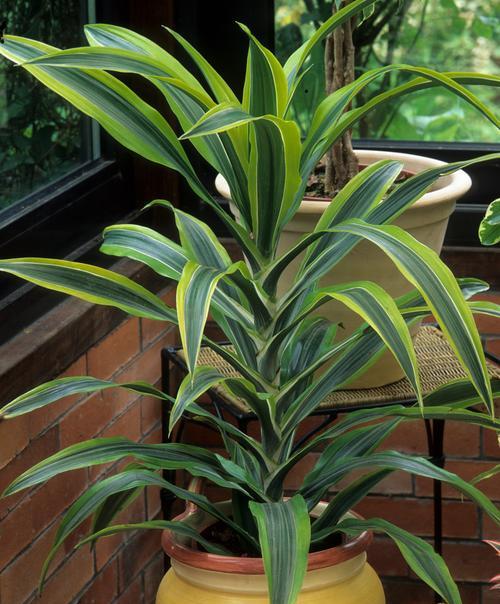 吸甲醛植物盆栽室内净化效果如何？哪些植物最适合？