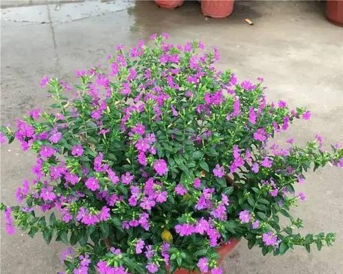 捕蝇草开花后应该赏花还是掐花保植株？