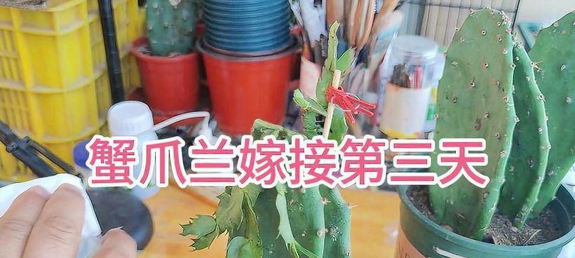 蟹爪兰养殖需要注意什么？嫁接技巧有哪些？
