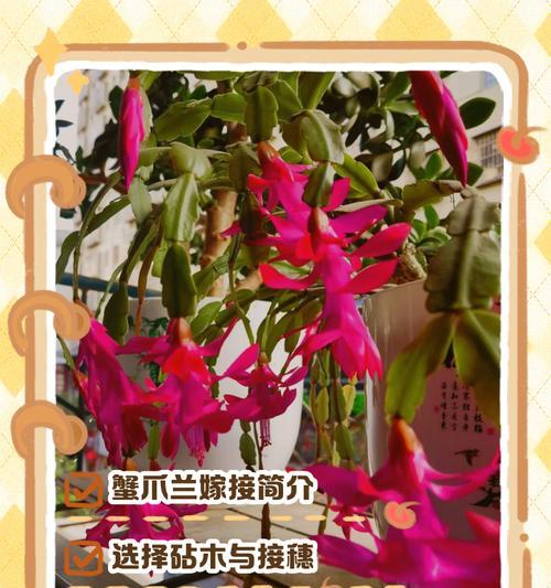 蟹爪兰养殖需要注意什么？嫁接技巧有哪些？