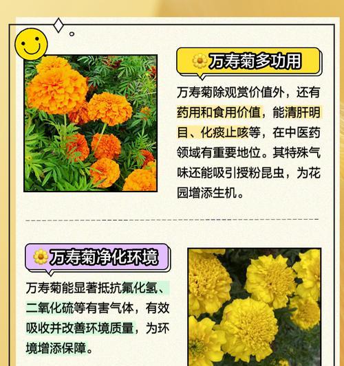 万寿菊从播种到开花需要多久？