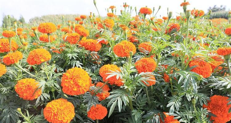 万寿菊从播种到开花需要多久？