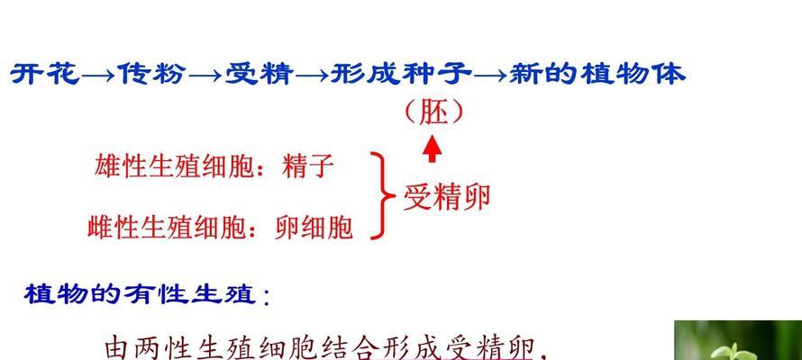 无性繁殖是什么？有哪些优点？