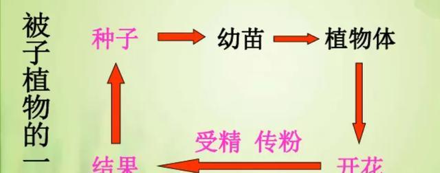 无性繁殖是什么？有哪些优点？