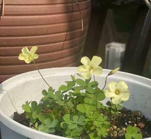 十月有哪些植物会开花？