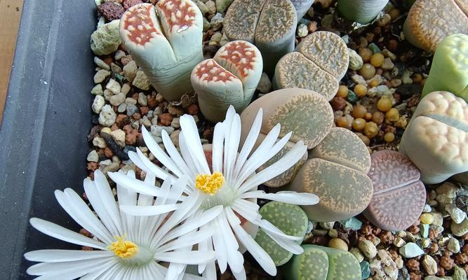 生石花开花后还能继续存活吗？