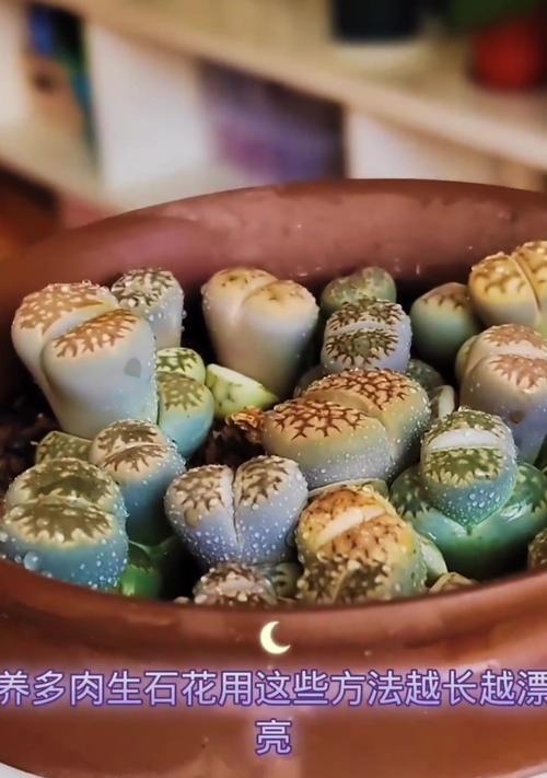 生石花开花后还能继续存活吗？