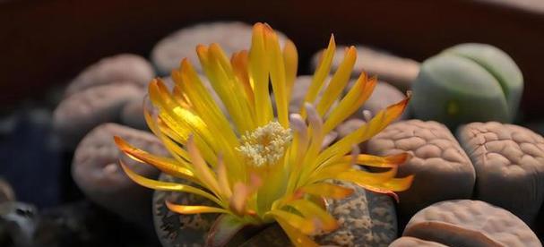 生石花开花后还能继续存活吗？