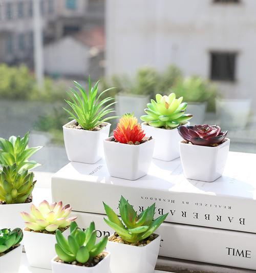 迷你小盆栽植栽有哪些推荐？