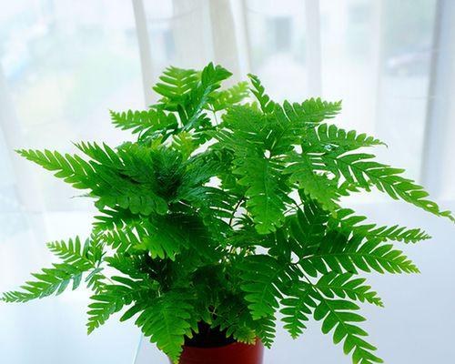 迷你小盆栽植栽有哪些推荐？