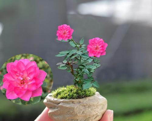 迷你小盆栽植栽有哪些推荐？