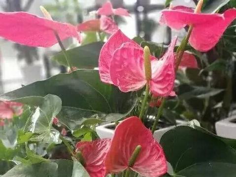 室内适合弱光环境的四种开花植物是什么？