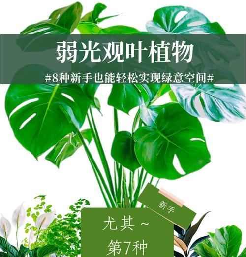 室内适合弱光环境的四种开花植物是什么？