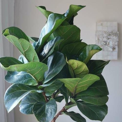 室内适合弱光环境的四种开花植物是什么？