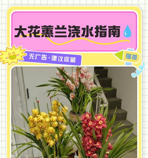 垂花惠兰的栽培管理技术有哪些？