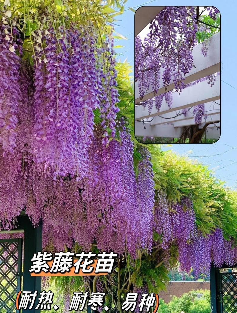 紫藤花属于什么植物类别？