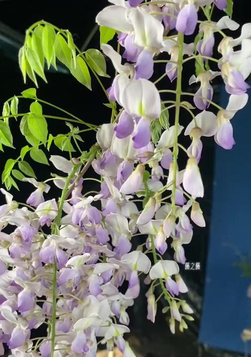 紫藤花属于什么植物类别？