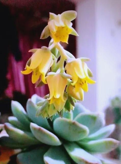 哪些花卉植物外表像蔬菜需要谨慎养护？