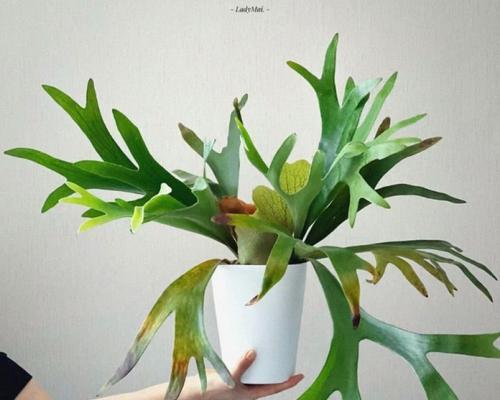 哪些花卉植物外表像蔬菜需要谨慎养护？