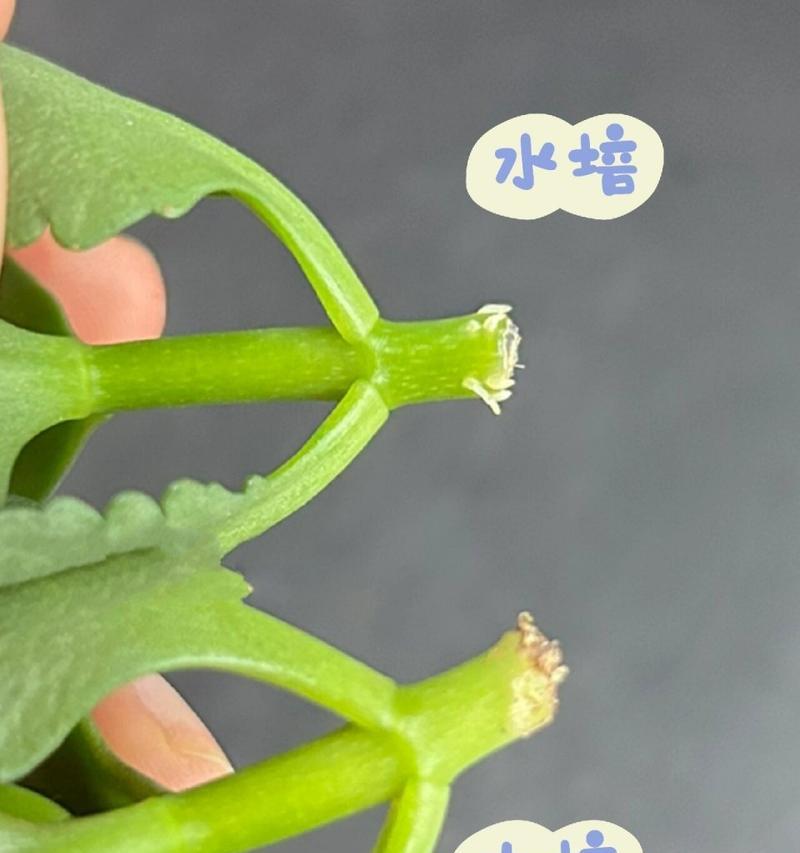 长寿花水培大有什么优势？告别土栽如何实现？