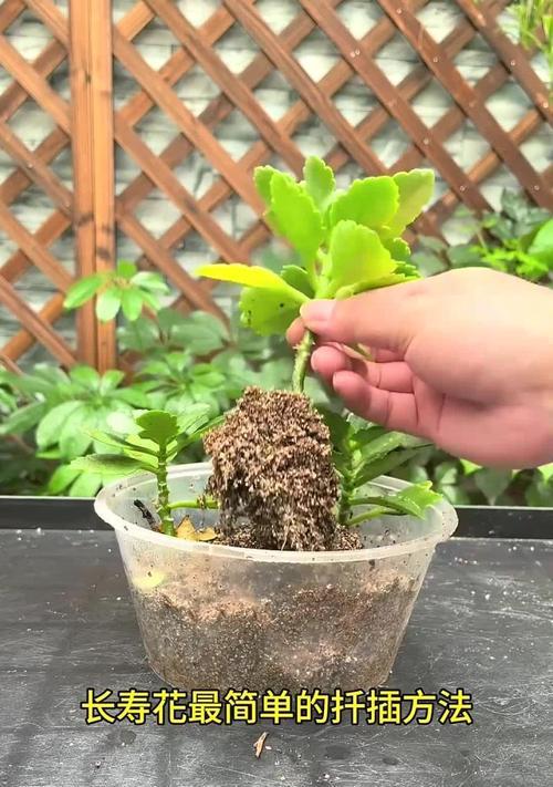 长寿花水培大有什么优势？告别土栽如何实现？