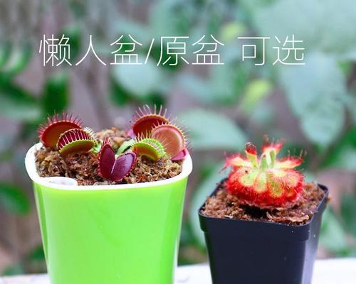 捕蝇草爆盆秘诀是什么？