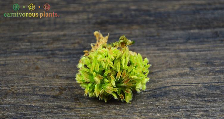 捕蝇草爆盆秘诀是什么？