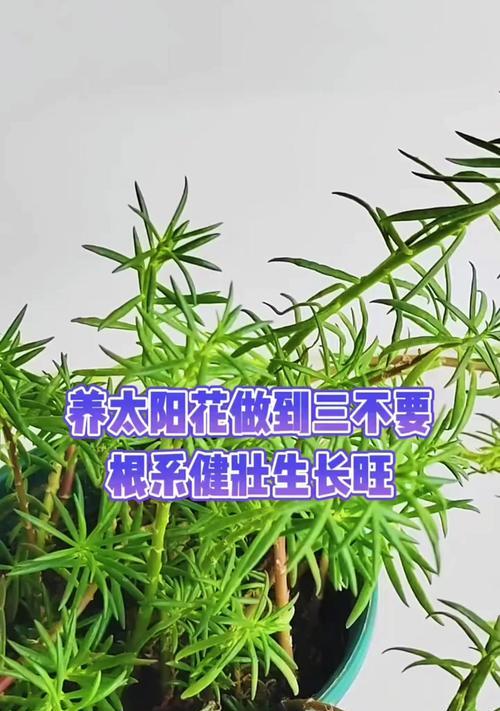 太阳花何时开花？养护要点有哪些？