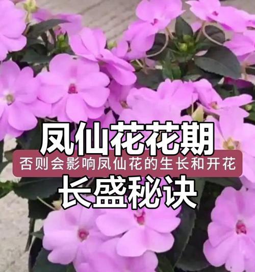 凤仙花如何养护才能长得好？