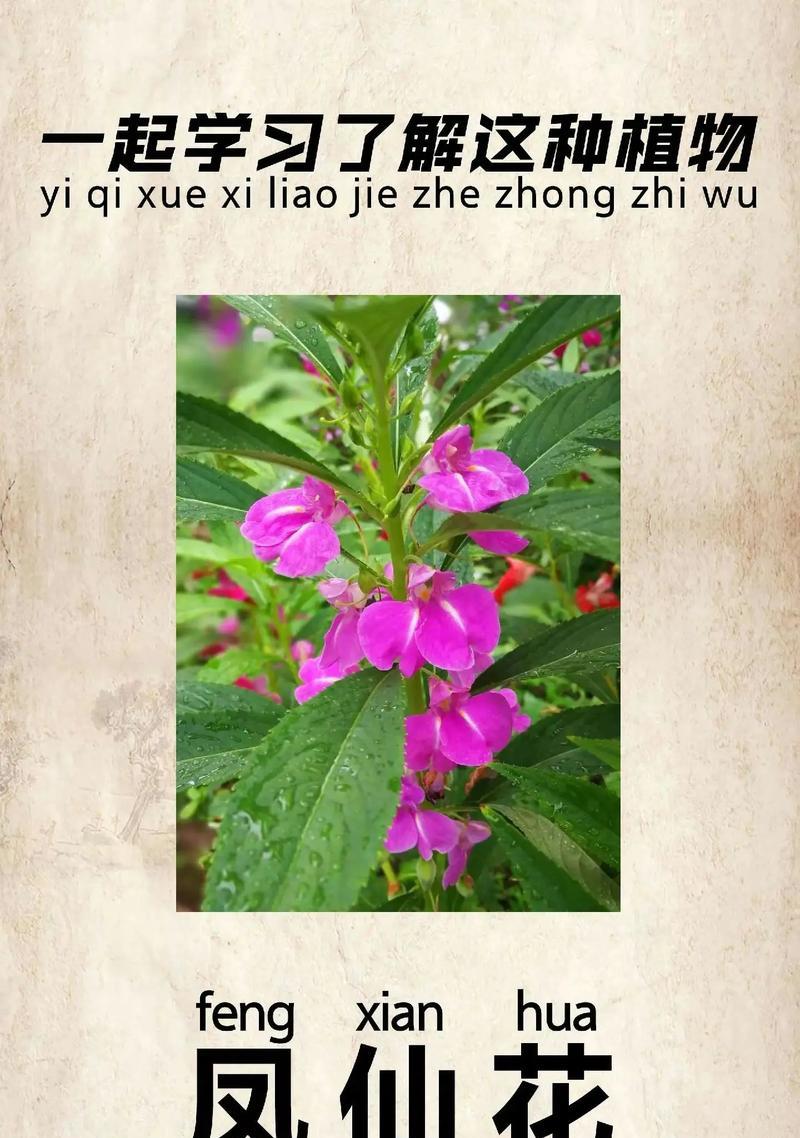 凤仙花如何养护才能长得好？