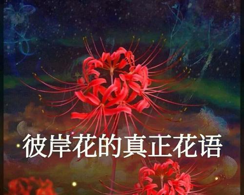 彼岸花的花语是什么？