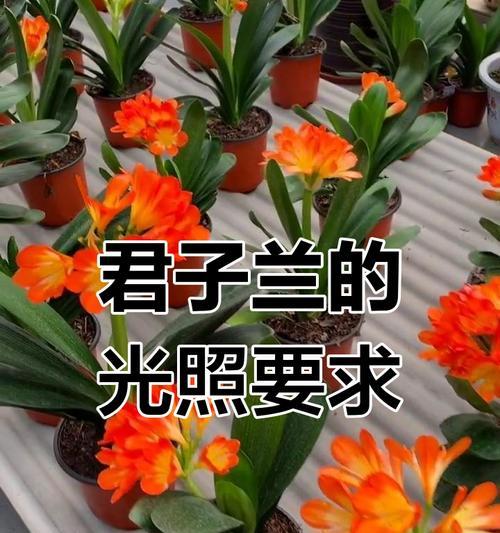 君子兰在光照不足的阳台如何养护？