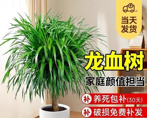 龙血树如何成为ins风植物？