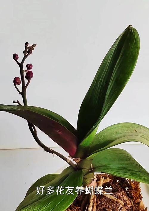 虎皮兰如何养殖才能又美又高档？