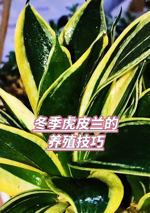 虎皮兰如何养殖才能又美又高档？