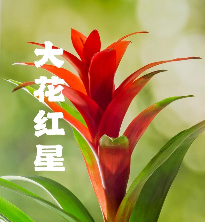 花卉名称有哪些？