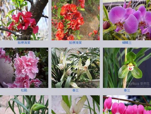 花卉名称有哪些？