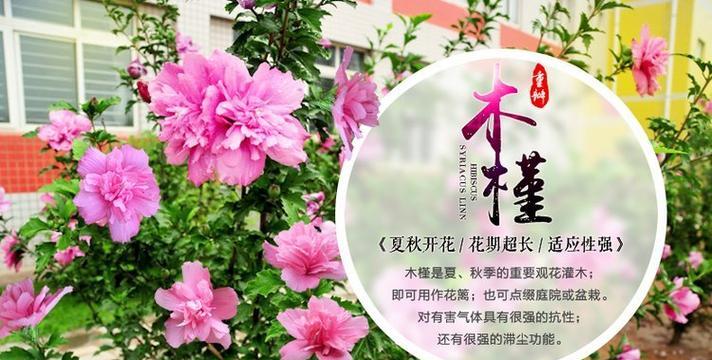 木槿花的开花周期是多久？