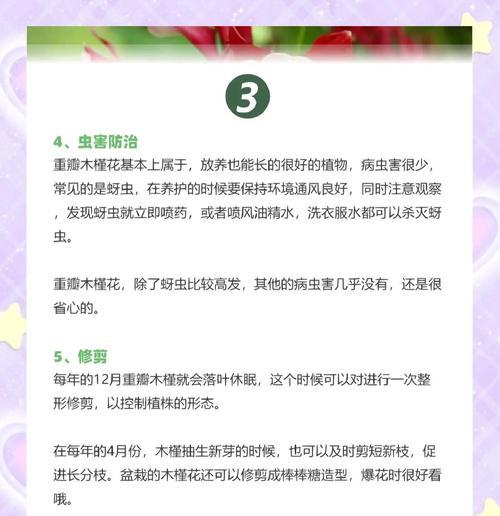 木槿花的开花周期是多久？