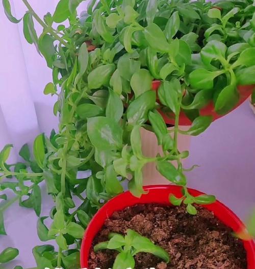 牡丹吊兰如何在家中种植和护理？