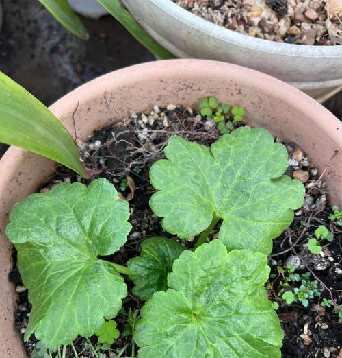 花毛茛第二年发芽的条件是什么？
